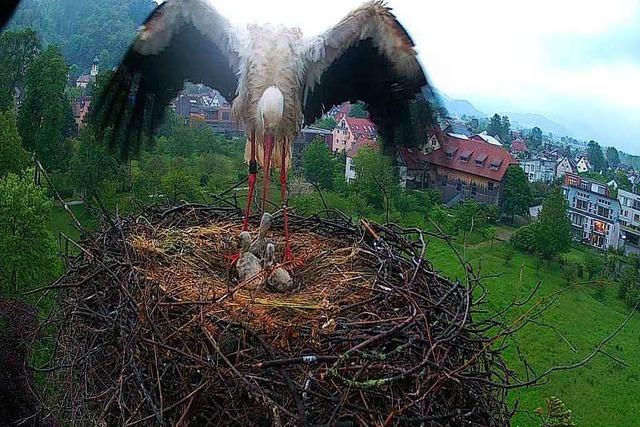 Mindestens 16 Jungstrche sterben nach Dauerregen im Breisgau