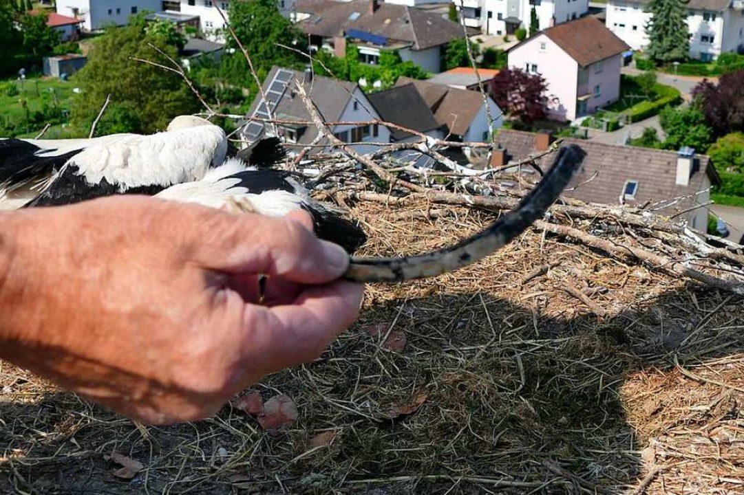 Gefhrlich: Beim Bau der Nester verwen...fr die Jungstrche zur Gefahr werden.  | Foto: Elena Hunn