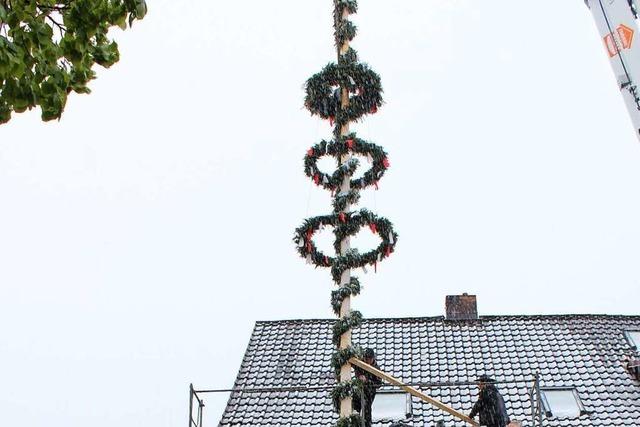 In Oberried werden nach einem alten Brauch Wirtsbume vor Gaststtten aufgestellt