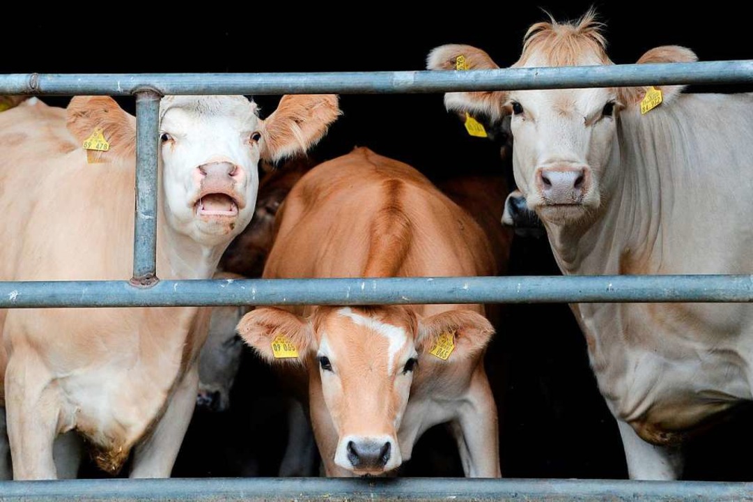 Warum nur noch wenige Kühe Hörner haben – und wofür sie sie brauchen -  Hüfingen - Badische Zeitung