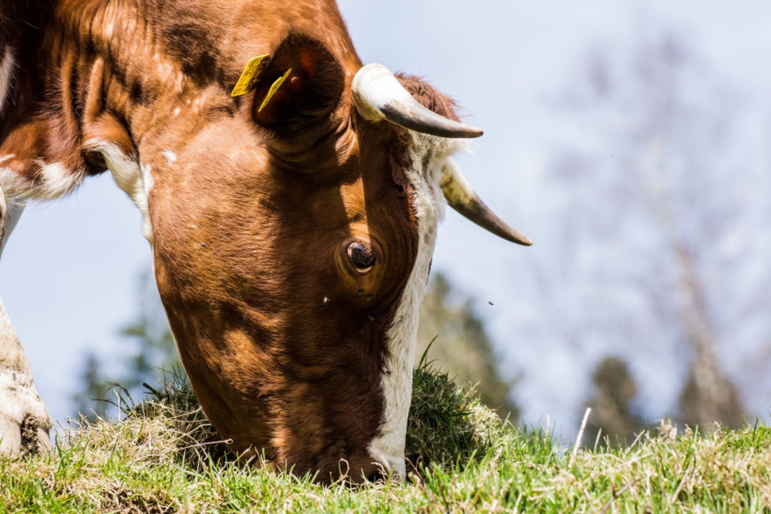 Warum nur noch wenige Kühe Hörner haben – und wofür sie sie