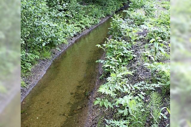 Bume und ste beeintrchtigen den Lauf des Wassers