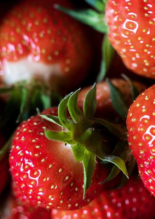 Weil er so dankbar fr seine Erdbeeren...te ein Zchter sie &#8222;Merci&#8220;  | Foto: Jens-Ulrich Koch (dpa)