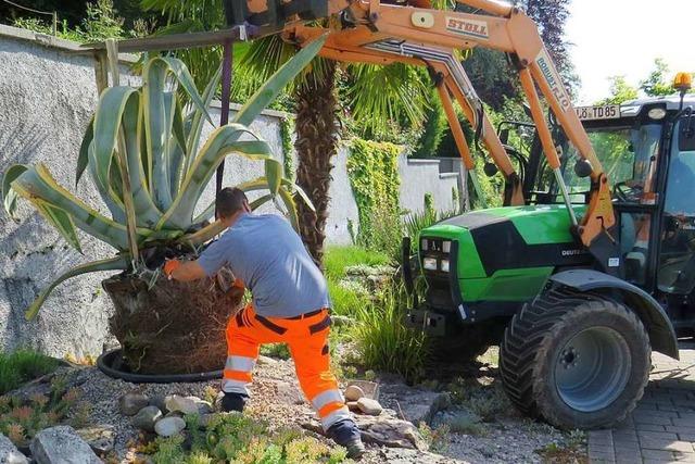 Die imposanten Rheinfelder Agaven wurden wieder nach drauen gebracht