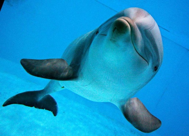 Eine Delfin-Therapie hat bei Menschen ...ven Siegmann die Chance dazu erhalten.  | Foto: Daniel Karmann