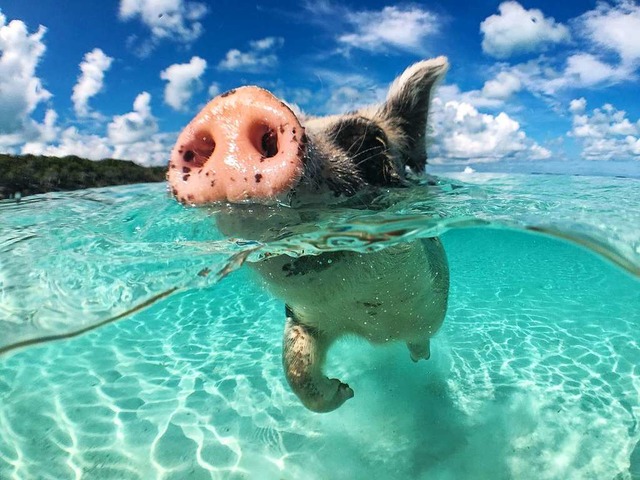 Saugut: schwimmendes Schwein in der Big Majors Cay  | Foto: Nejron Photo (stock.adobe.com)
