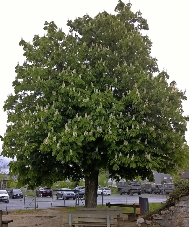 Aus der  Freundschaftskastanie von damals wurde ein mchtiger Baum  | Foto: Walter Batt