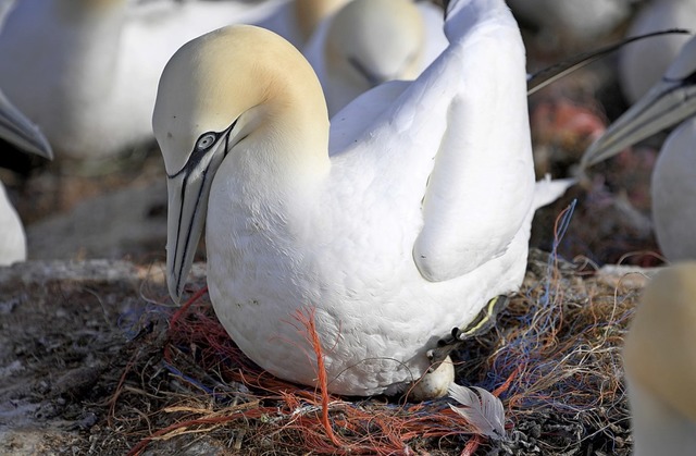 Ein Basstpel in einem Nest mit Plastikresten   | Foto: Carsten Rehder (dpa)