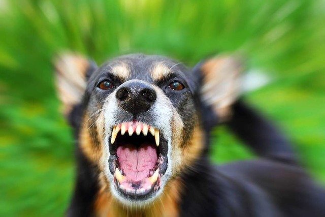 Eine Radlerin wurde an der Dreisam von einem Hund gebissen. Symbolbild.  | Foto: tverkhovinets  (stock.adobe.com)