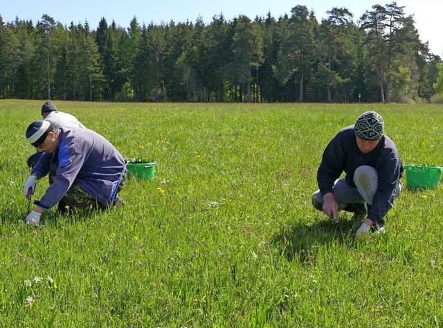 Im Team gegen die Herbseitlose: Drei A... die fr Tiere giftigen Pflanzen aus.   | Foto: Martin Wunderle