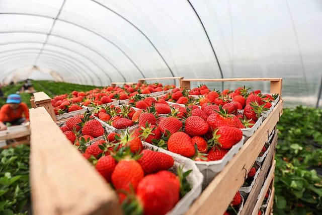 Erdbeeren reifen vermehrt im Folientunnel  | Foto: Lukas Grlach (dpa)