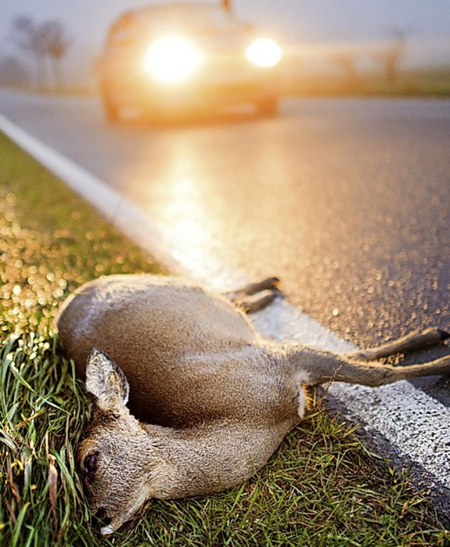 Relativ  viele Rehe kommen am Dinkelbe...eben, berichten Hsingens Jagdpchter.  | Foto: Julian Stratenschulte (dpa)