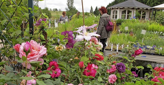 Am Samstag und Sonntag steht alles im Zeichen der Rose.  | Foto: Jutta Schtz