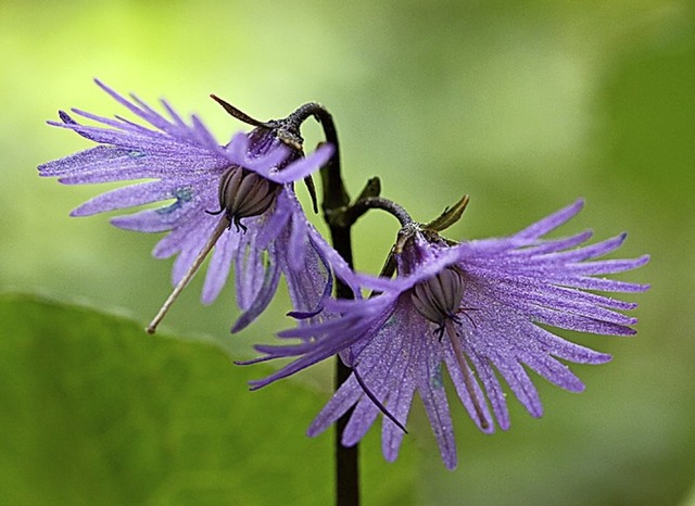 Die Alpentroddelblume wchst am Feldberg.   | Foto: Haus der Natur