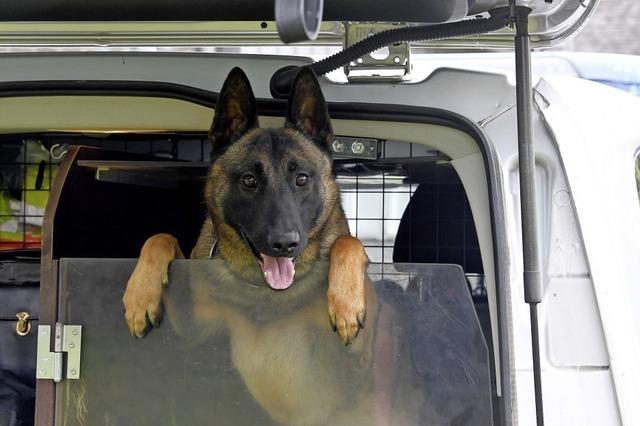Findelhund macht Polizei-Karriere