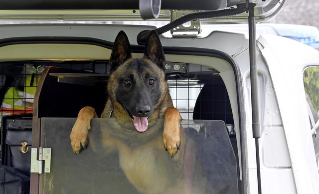 Im Staatsdienst: Jack, ein Belgischer ...erhund, schaut aus einem Einsatzwagen.  | Foto: Carsten Rehder (dpa)