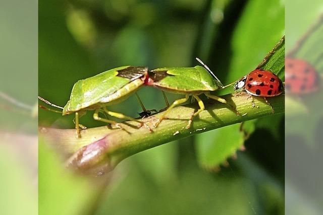 Liebesspiel im Grnen