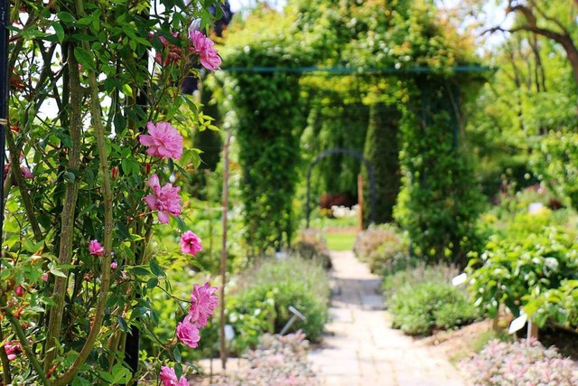 Prchtige Rosen, darunter viele alte S...Ettenbhl in Bad Bellingen-Hertingen.   | Foto: Julia Jacob