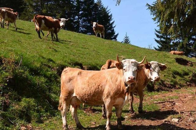 Fotos: Moderne Rinderzucht-Betriebe in Mnstertal