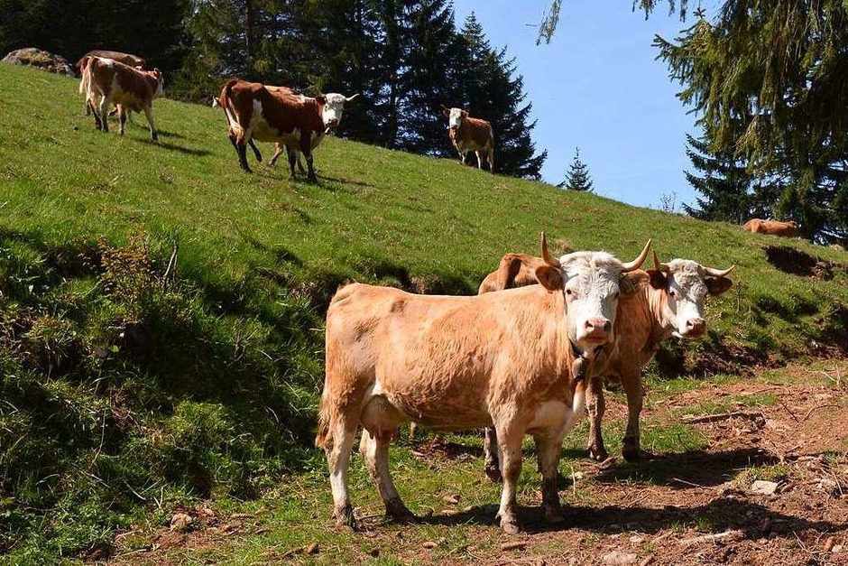 Dagmar und Harald Riesterer züchten auf dem Hansemichelhof die alte Rasse Hinterwälder Rinder. (Foto: Gabriele Hennicke) Dagmar und Harald Riesterer züchten auf dem Hansemichelhof die alte Rasse Hinterwälder Rinder. (Foto: Gabriele Hennicke)