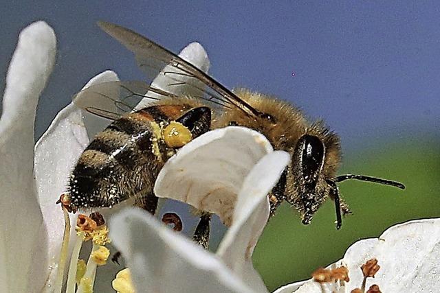 Insektenhotels, Blumensamen und jede Menge Infos