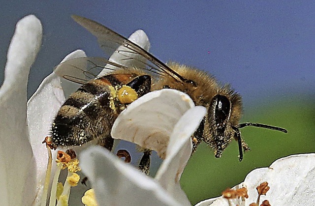 Ein Thema bei den Nachhaltigkeitstagen...men wird, ist der Schutz von Insekten.  | Foto: Wolfgang Kumm (dpa)
