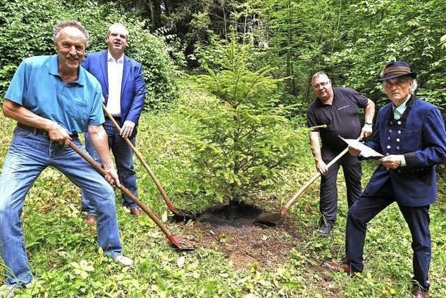 Dieses Mal steht die Weitanne im Blickpunkt