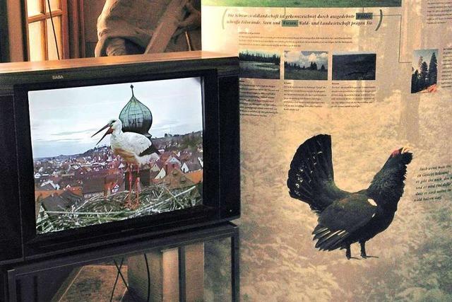 Storchen-TV geht in Ettenheim auf Sendung
