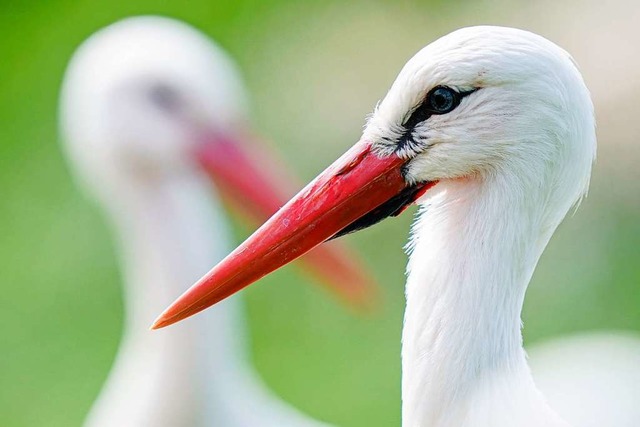 Nchste Woche gibt&#8217;s wieder &#82...TV&#8220; (Symbolfoto) aus Orschweier.  | Foto: Uwe Anspach (dpa)