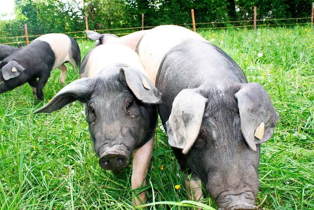 Ob diese Schweine glcklich sind, wiss...nfalls knnen sie drauen herumlaufen.  | Foto: Christine Engel