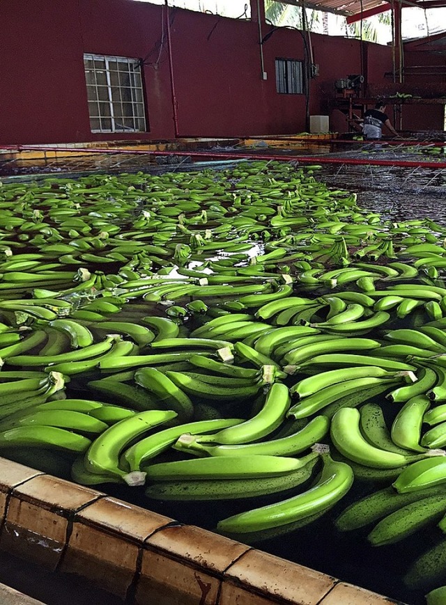 Bananen sind ein mexikanisches Exportgut.  | Foto: Cortesa (dpa)