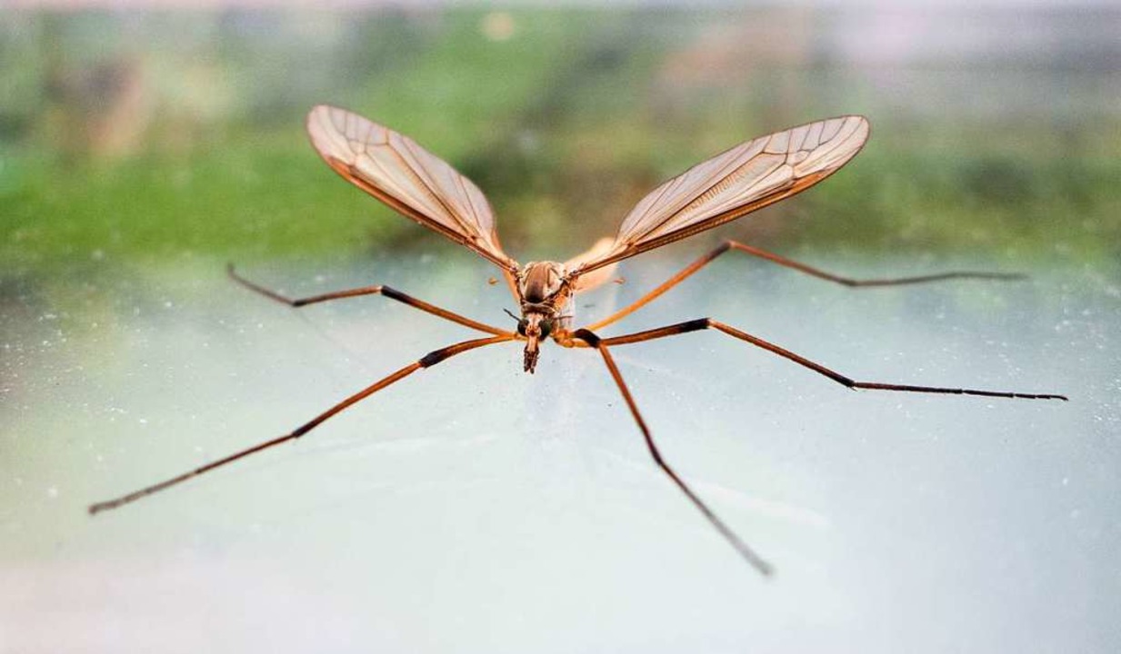 Hubschrauber zur SchnakenAbwehr stehen bald wieder zur Verfügung