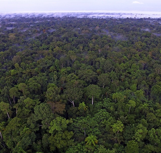 Dieses zwlf Quadratkilometer groe Ge...s Amazonasgebiet und dessen Bedrohung.  | Foto: PR
