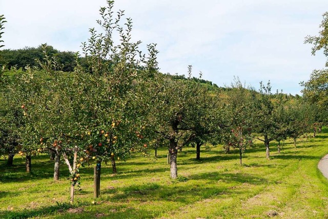 Intakte Streuobstwiese  im Gewann Speckacker in Mnchweier  | Foto: Stadt Ettenheim