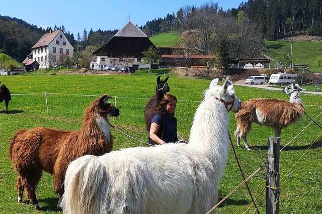 Schwarzwaldidylle mit Lamas am Ruhbauernhof in Dietenbach bei Kirchzarten  | Foto: Rolf Mller