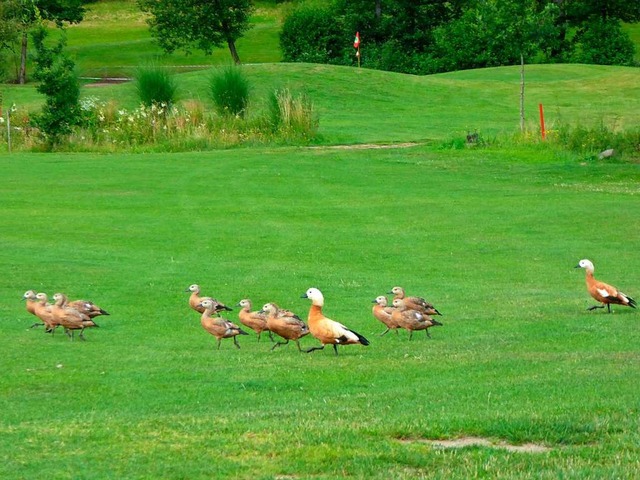 Beim Ausflug auf den  Golfplatz zeigten die Rostgnse keine Scheu vor  Menschen.  | Foto: Heinz Scholz