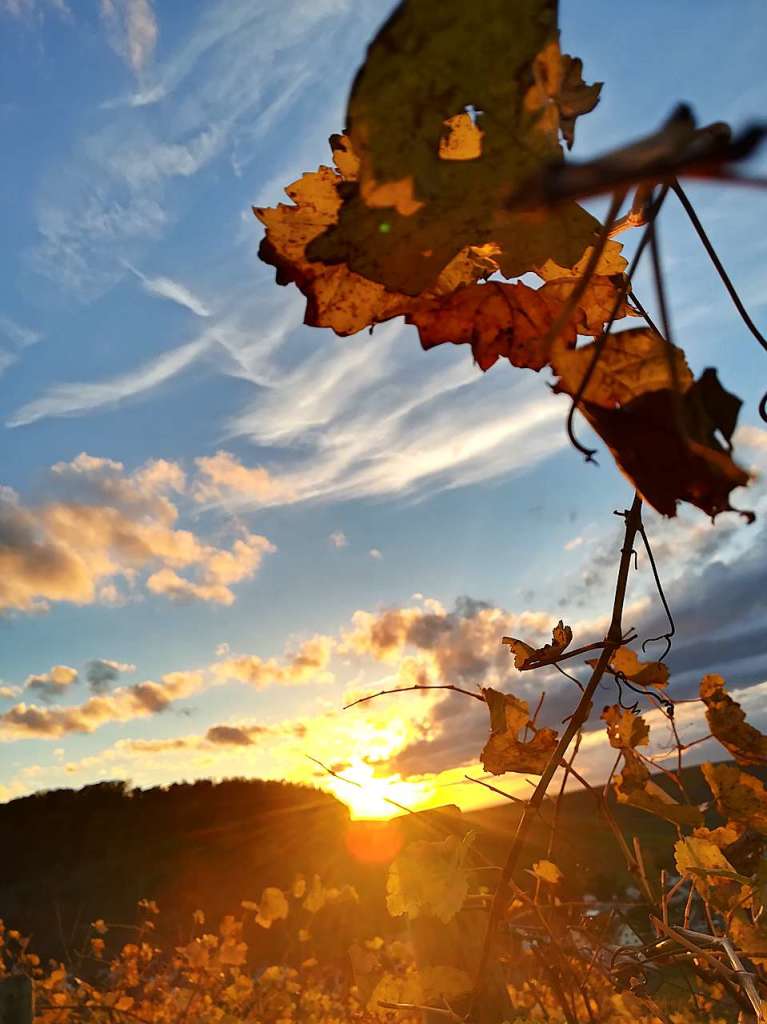 Gewinnerfoto: Schne Abendstimmung: Chiara Wawrzyniak aus der Klasse 8a der Freiburger Hansjakob-Realschule war fr ihr Foto im Weinberg unterwegs.