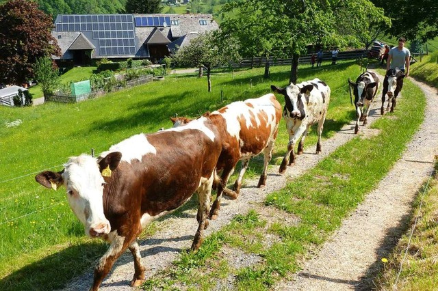 Mehr als 100 Rinder wurden in den verg...t zur Offenhaltung der Landschaft bei.  | Foto: Eberhard Gross