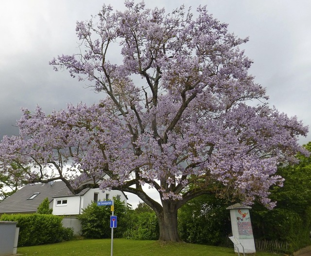 Paulownie oder Blauglockenbaum heit d...m in der Brunnmattstrae in Mllheim.   | Foto: Ulrich Pfefferer