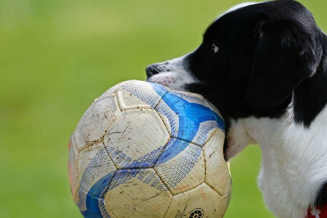 Ganz schn auf den Hund gekommen ist d...r Weilheim einen 9-Tore-Sieg brauchte.  | Foto: Patrick Seeger