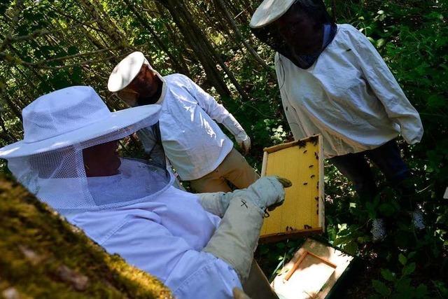 Beim Insektentag gab es in Minseln Einblick in die Bienenhaltung