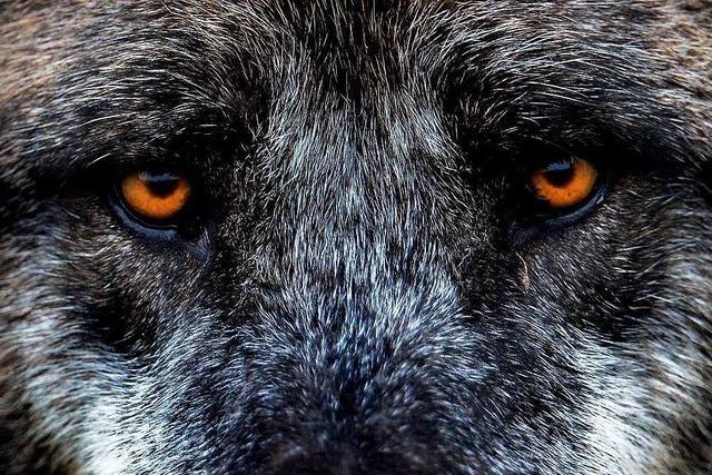 Gegen den Wolf: Schwarzwaldverein warnt vor Rückkehr des Raubtiers