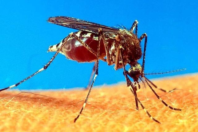 Entwarnung am Oberrhein: Stechmücken wurden doch bekämpft