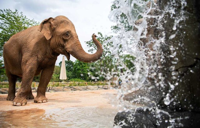 Gelegenheit zum Plantschen im neuen Elefantengehege in Karlsruhe  | Foto: Sebastian Gollnow (dpa)