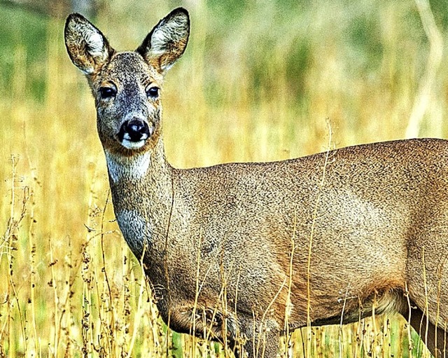 Mehrere Rehe wurden tot im Kanal gefunden.  | Foto: Hauke-Christian Dittrich