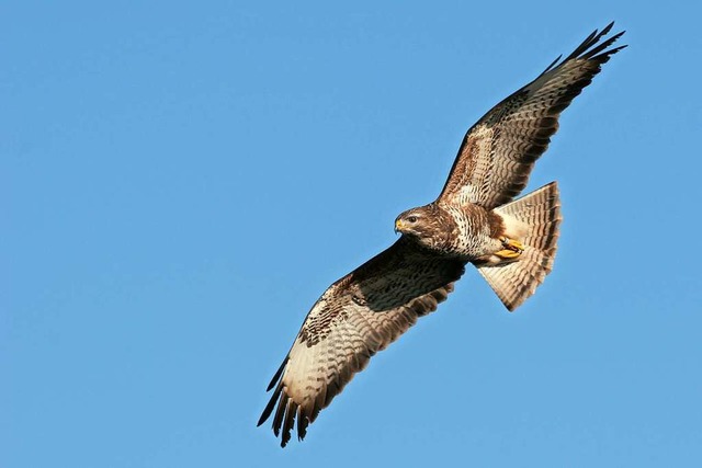 Wenn ein Vogel einen Mensch angreift, ...das meist harmlos aus, sagen Experten.  | Foto: Joachim Neumann  (stock.adobe.com)