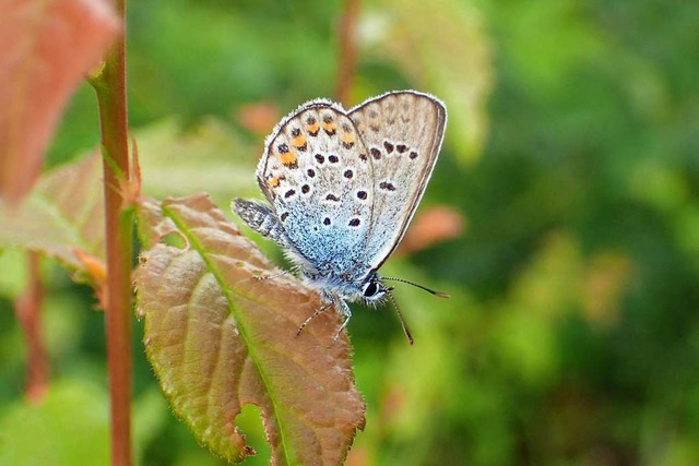 Argusbluling  | Foto: Reinhold Treiber