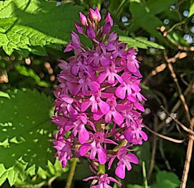 Pyramidenorchis   | Foto: Annika Sindlinger