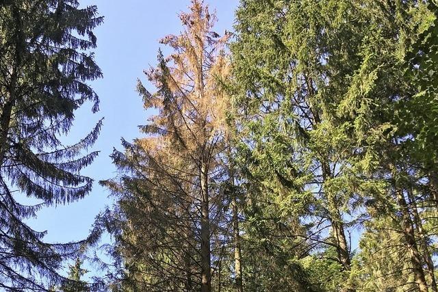 Die Borkenkfer fliegen – Hauptschwrmflug im Wald hat begonnen