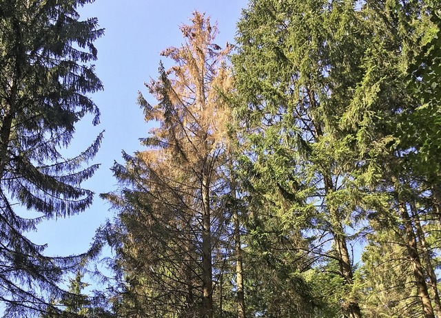 Vergilben und Rtung der Nadeln oder B...rbefall. Dann heit es rasch handeln.   | Foto: landratsamt